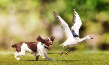 English Springer Spaniel dog chasing large Snow Goose in open fieldの写真素材