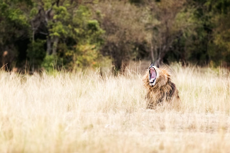 African lion in the grasslands of Kenya with mouth wide open yawningの写真素材