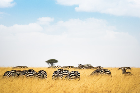 Herd of zebra in the grasslands of Kenya, Africaの写真素材