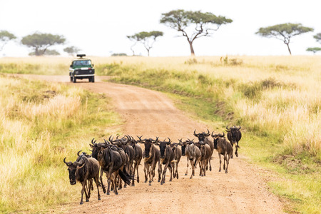 Wildebeest, migration, Africa, Kenya, travel, safari, tourism, road, crossing, vehicle, tour, drive, herd, の写真素材