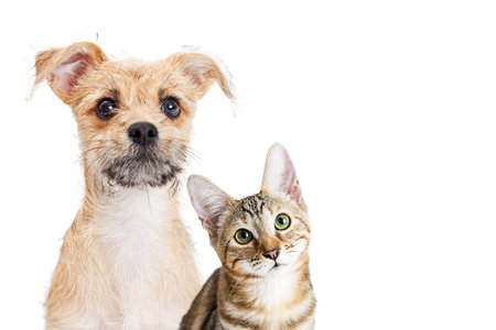 Puppy and kitten together with cute expression over white with blank copy space