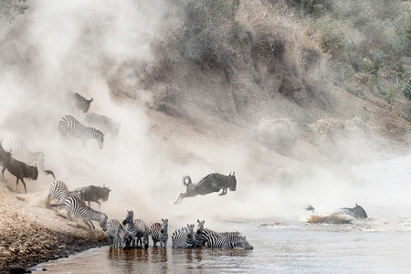 Dramatic photo herds of zebra and wildebeest leaping into the Mara River in Kenya, Africa during migration seasonの写真素材