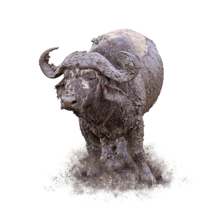Funny muddy Cape Buffalo standing in pile of dirtの写真素材