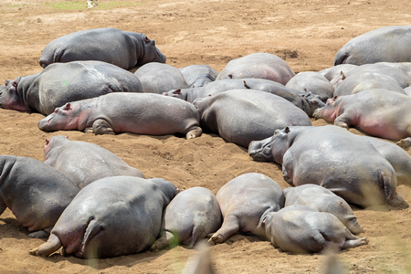 Large pod of lazy hippos lying in the dirt of Kenya, Africaの写真素材