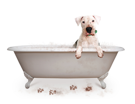 Funny photo of dirty dog in bathtub with paws hanging over edgeの写真素材