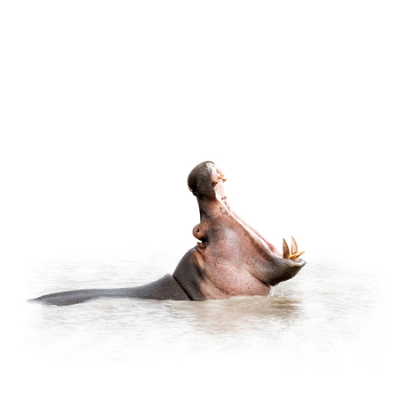 African hippopotamus in water with mouth wide open. Isolated on white with copy space.の写真素材