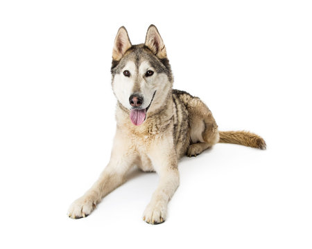 Large breed Siberian Husky dog lying down on a white studio background with happy expression