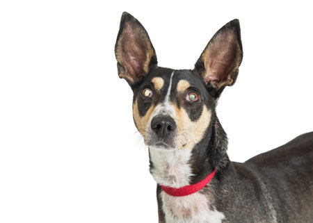 Closeup photo of a Chihuahua dog with cataracts in one blind eye. Isolated on white. の写真素材