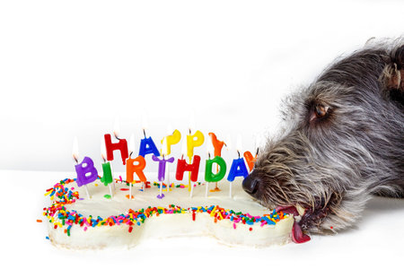 Funny photo of dog eating bone shaped birthday cake with lit candles