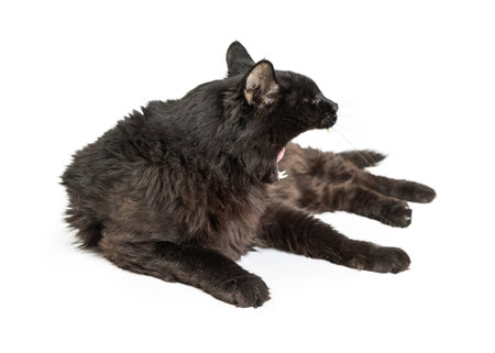 Black cat lying on white background looking to side with mouth wide open to yawn