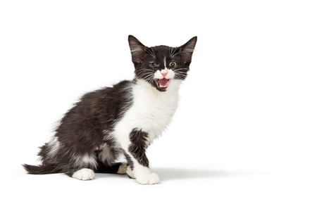 Cute young black and white ketten with mouth open to meow. Isolated on white.の写真素材