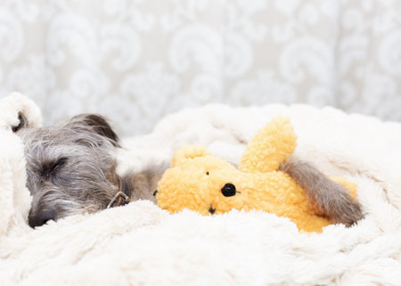 Cute small terrier dog sleeping with stuffed teddy bearの写真素材