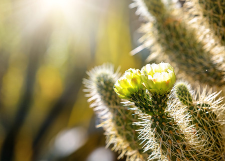 Closeup photo of blooming flowers on a Cholla cactus at sunrise with copy space in blurred backgroundの写真素材