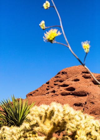 Papago Mountain Park with cactus and wildflowers in the foregroundの写真素材