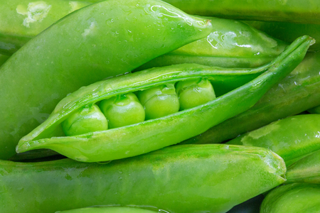 Bunch of fresh green sugar snap pea pods with one open and peas exposedの写真素材