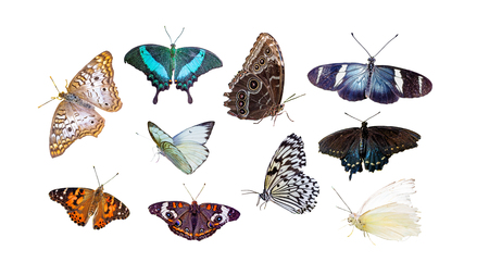 Set of various butterflies and moths isolated on whiteの写真素材