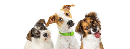 Close-up three cute dogs tilting heads to listen with attention while looking forward at camera. Horizontal web banner with room for text.