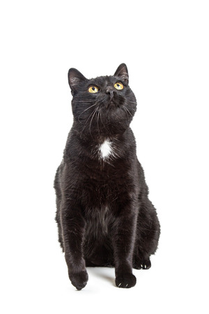 Balck adult cat sitting on white looking upの写真素材