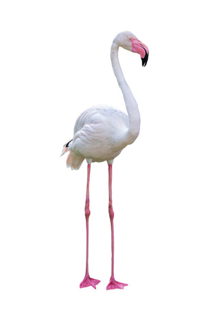 Isolated flamingo bird facing side. Extracted and isolated on white background.の写真素材