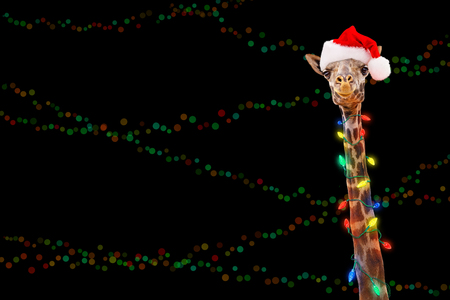 Giraffe zoo animal wrapped in illuminated Christmas holiday lights wearing Santa hat with room for text in black background with colorful bokeh.の写真素材