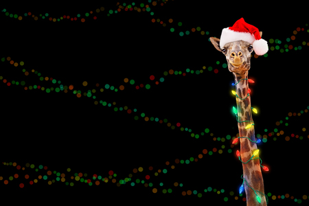 Giraffe zoo animal wrapped in illuminated Christmas holiday lights wearing Santa hat with room for text in black background with colorful bokeh.