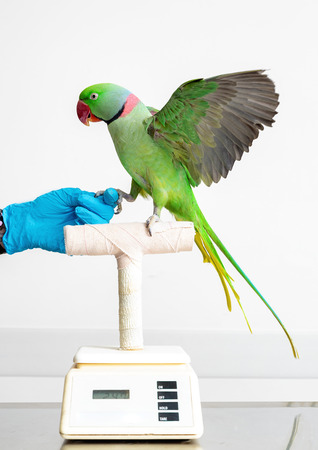 Alexandrine parrot bird on a scale with the hand of a veterinarianの写真素材
