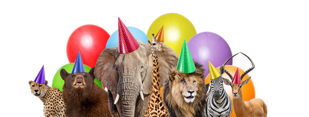 Group of zoo animals together wearing birthday party hats with colorful balloons. Web banner or social media cover with room for text in white space.の写真素材