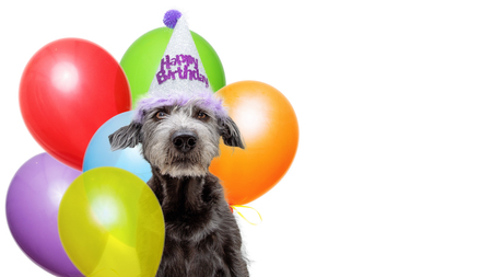 Funny scruffy dog wearing Happy Birthday party hat with a bouquet of colorful balloons. Web banner with room for text.の写真素材