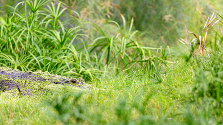 American alligator hiding in tall green grass with room for textの写真素材
