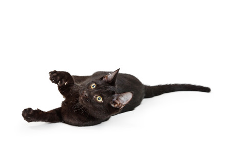 Cute playful black kitten rolling around on groundの写真素材