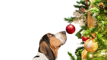 Closeup Basset Hound dog looking at decorated Christmas tree ornamentの写真素材