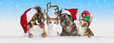 Cute Christmas dogs and cats together hanging paws over white horizontal website banner or social media headerの写真素材