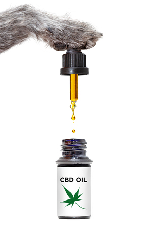 Funny concept photo of dog paw holding dropper of healthy medical marijuana CBD oil