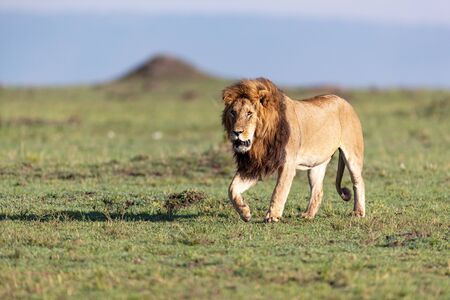 Large African male lion with big mane walking forward in an open grass field in Kenya, Africaの写真素材