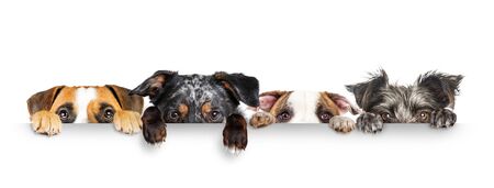 Funny dogs peeking eyes above white horizontal web banner with paws hanging overの写真素材