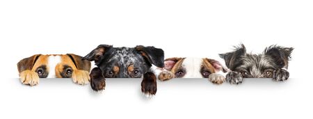 Funny dogs peeking eyes above white horizontal web banner with paws hanging over