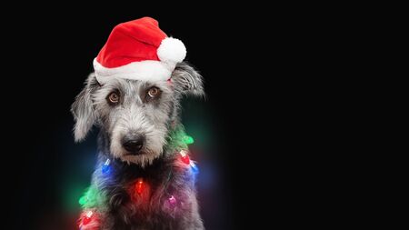 Funny dog tangled in Christmas holiday lights wearing Santa Claus hat, rolling eyes up with annoyed expressionの写真素材