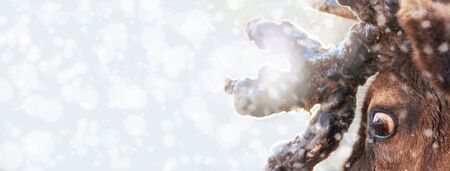 Closeup of Christmas reindeer look of surprise in wide open eye. Web banner with room for text in snow background.の写真素材