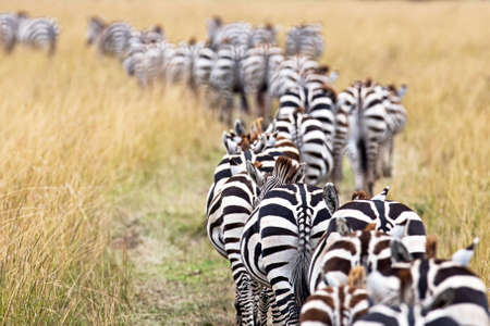 Herd of migrating Plains zebra walking away in a line down a winding path in the grasslands of the Masai Mara National Reserve in Kenya Africaの写真素材