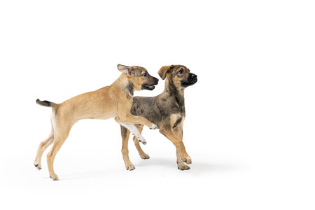 Two cute young mixed breed puppy dogs playing together looking to side with attention. Isolated on...