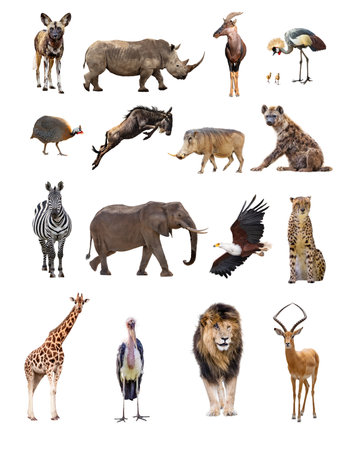 A set of sixteen separate African safari animals including mammals and birds isolated on whiteの写真素材