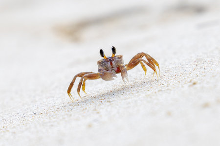 One single ocypode crab crawling along the white sand of a beach while looking forward at cameraの写真素材