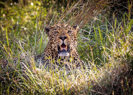 Closeup photo of a leopard big cat lying in the grass in Kenya Africaの写真素材