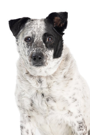 Large mixed Australian Shepherd breed adult dog looking forward at cameraの写真素材