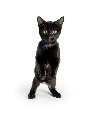 A cute and funny playful young black kitten standing up on white background looking at cameraの写真素材