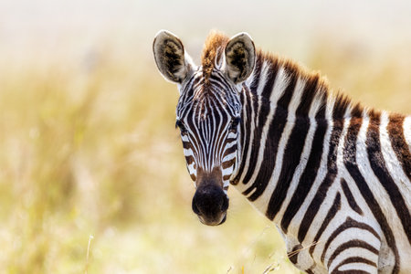 Closeup photo of a young African plains zebra with blurred green backgroundの写真素材