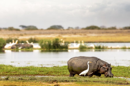Large hippopotamus grazing on grass in the marshlands of Amboseli National Park in Kenya Africaの写真素材