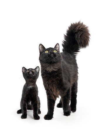 Mother black cat and her baby kitten together on white looking up in same direction into copy space.の写真素材