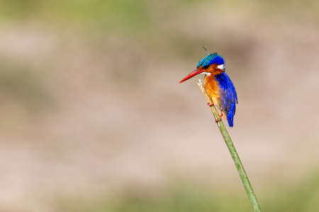 Malachite kingfisher bird perched on a branch with copy space in blurred backgroundの写真素材