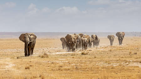 A line of African elephants walk down a path over a dry lake bed in Amboseli National Park, Kenya Africaの写真素材